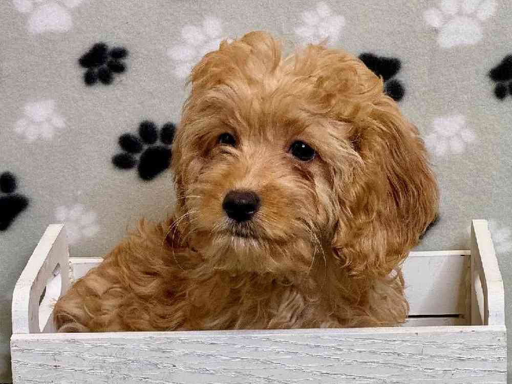 Male Cockapoo Puppy for Sale in ,