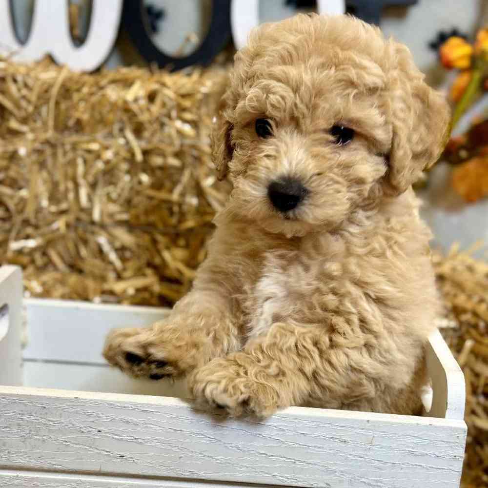Female Maltipoo Puppy for Sale in Arlington, TX