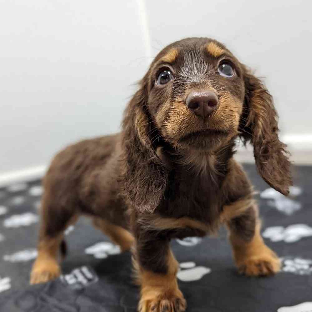 Female Dachshund Puppy for Sale in Little Rock, AR