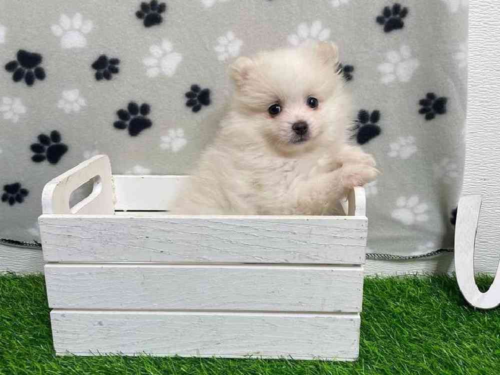 Male Pomeranian Puppy for Sale in ,