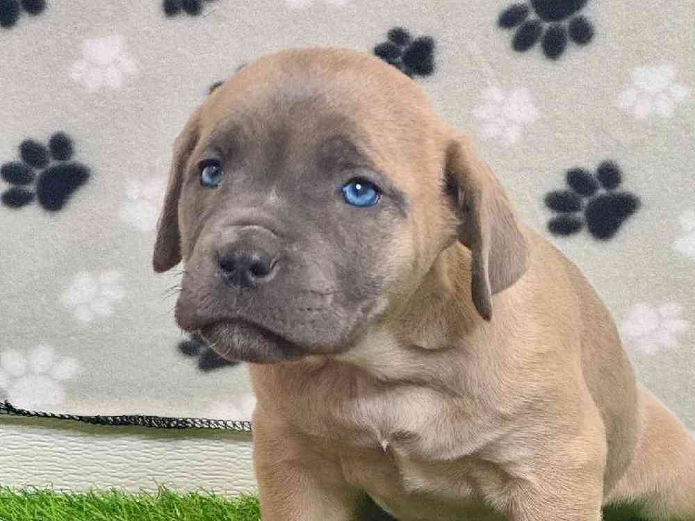Female Cane Corso Puppy for Sale in ,