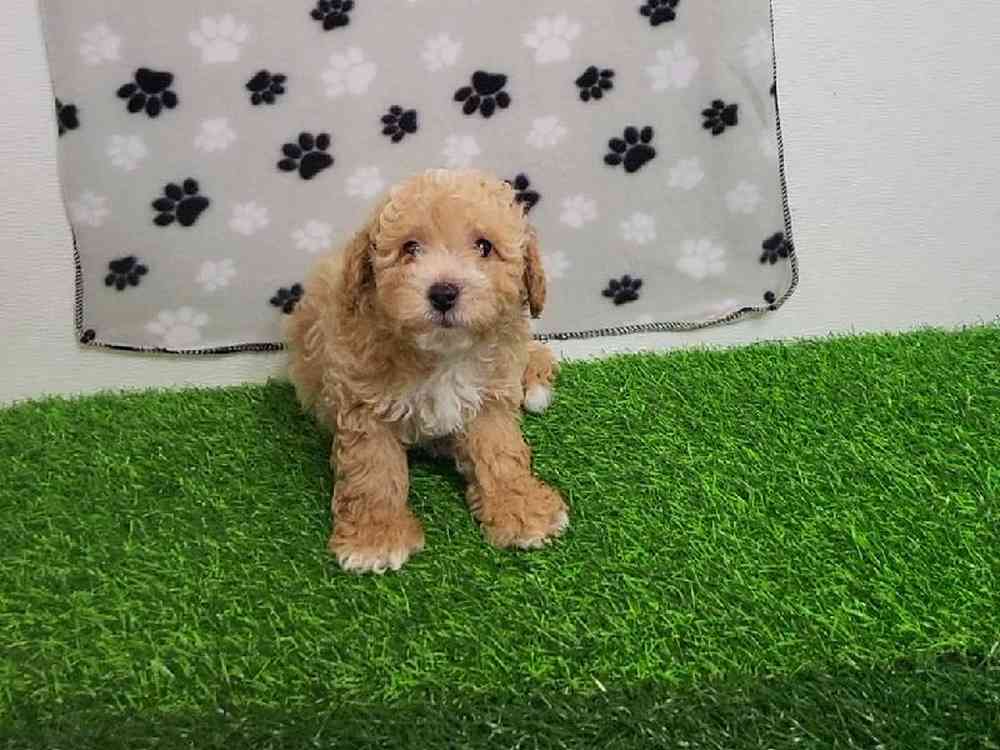 Male Bichon-Poodle Puppy for Sale in ,
