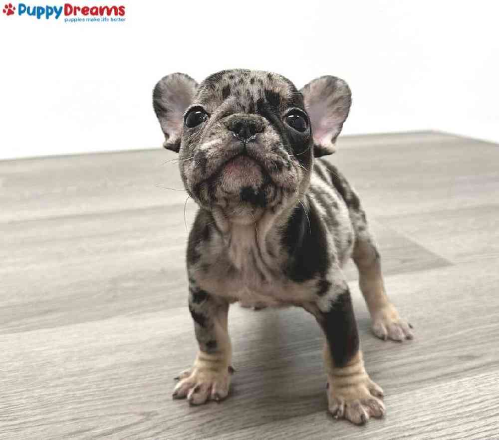 Female French Bulldog Puppy for Sale in Little Rock, AR