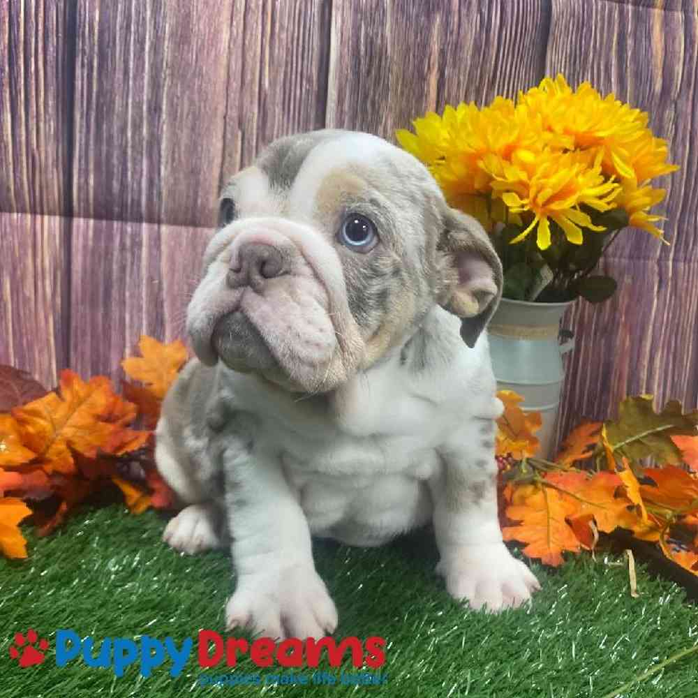 Female English Bulldog Puppy for Sale in Little Rock, AR