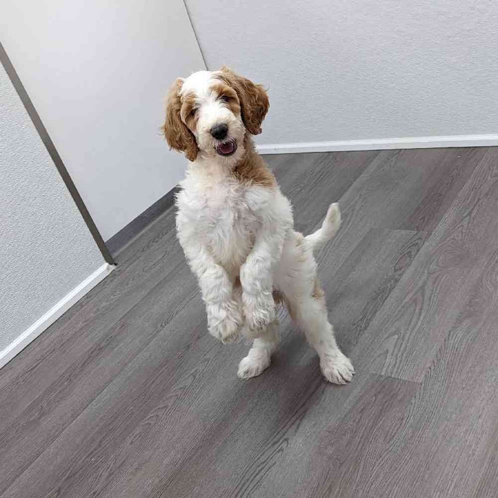 Female Goldendoodle Puppy for sale