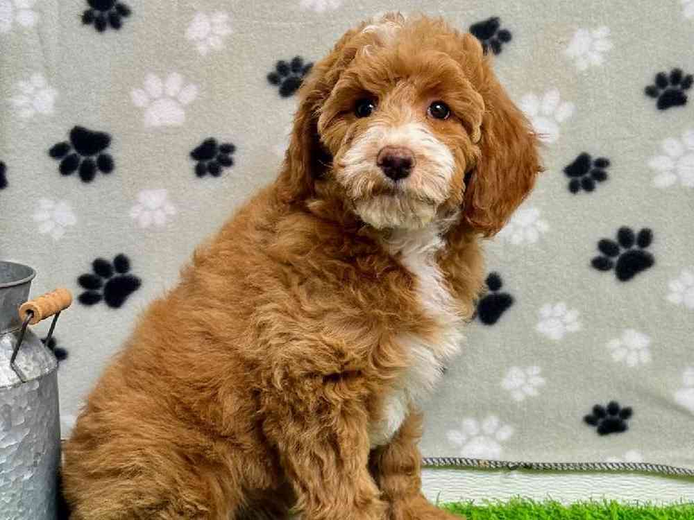 Female Mini Goldendoodle Puppy for Sale in Sherman, TX