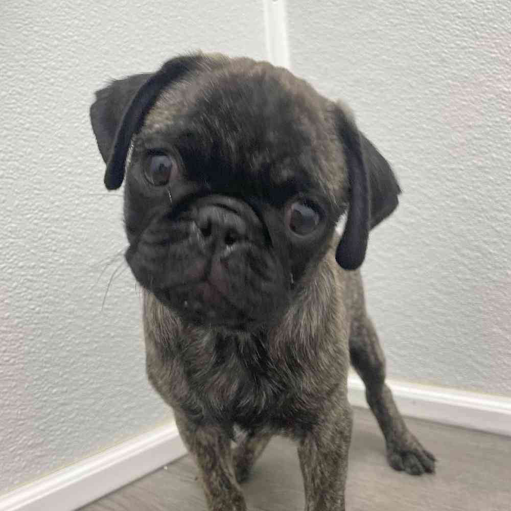 Male Pug Puppy for Sale in Little Rock, AR