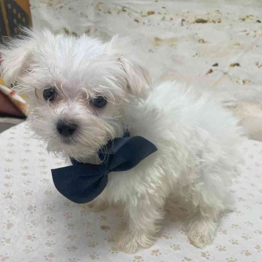 Male Maltese Puppy for Sale in Little Rock, AR