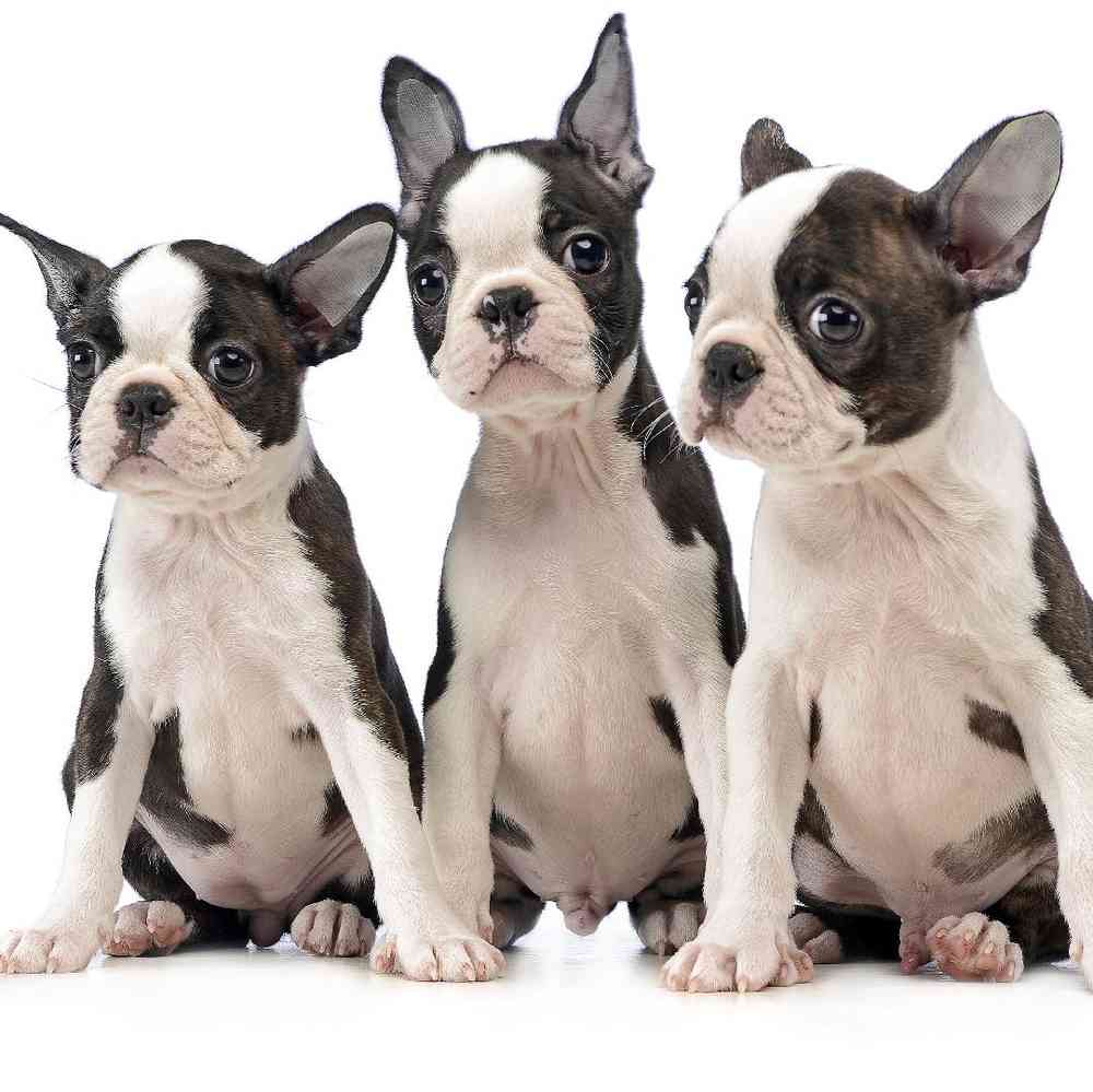 Boston Terrier Puppies for Sale