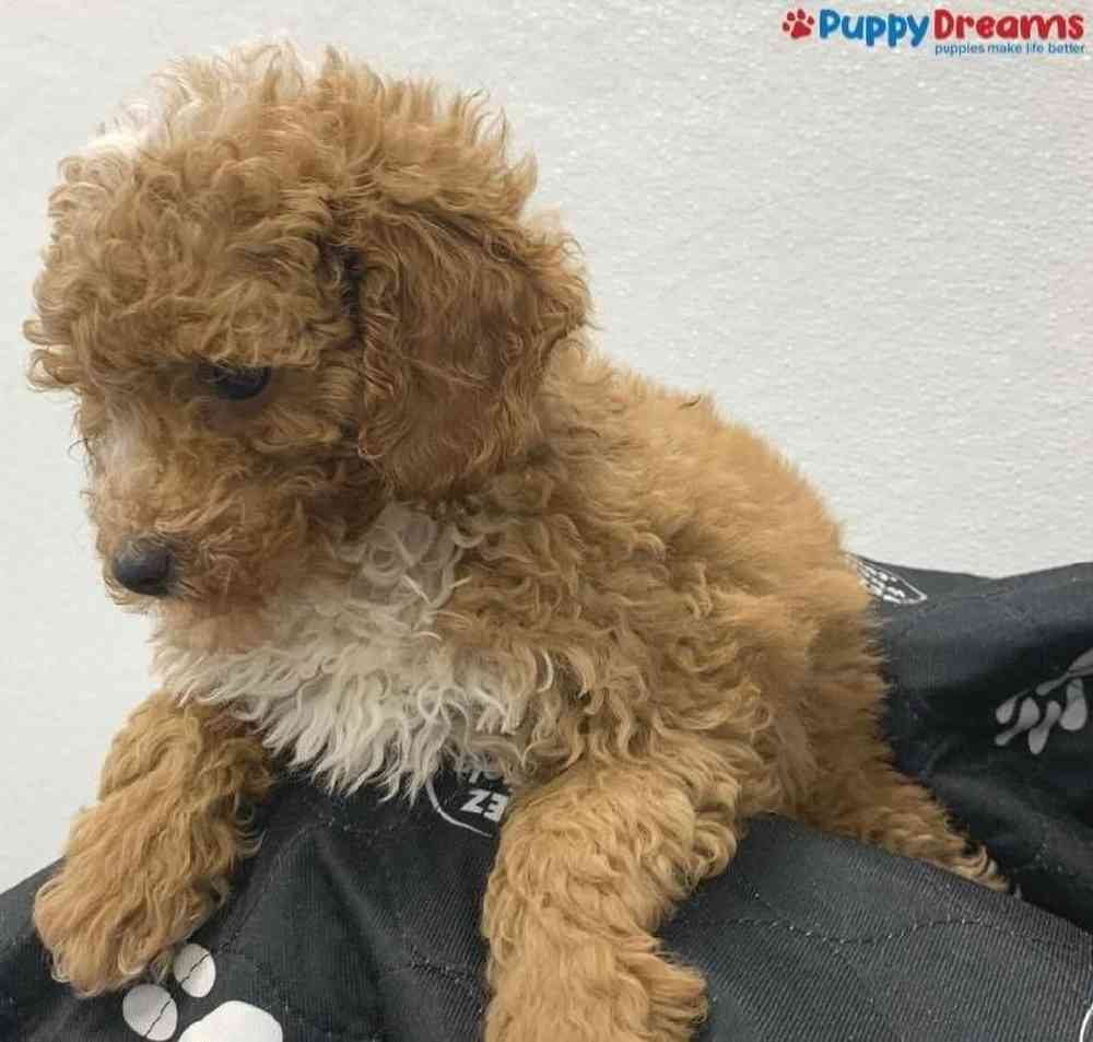 Male Cockapoo Puppy for Sale in Little Rock, AR