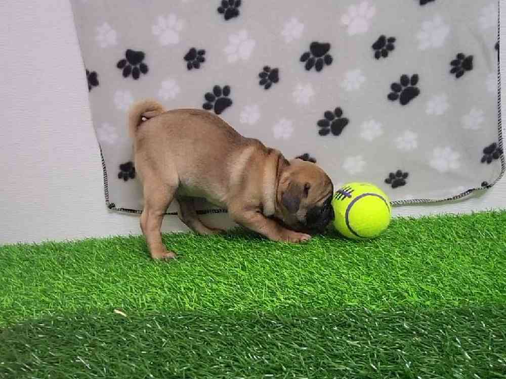 Female Pug Puppy for Sale in ,
