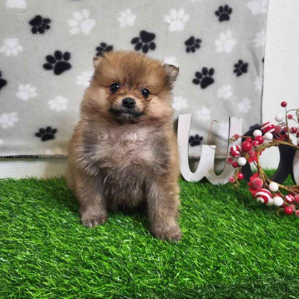 Male Pomeranian Puppy for Sale in ,