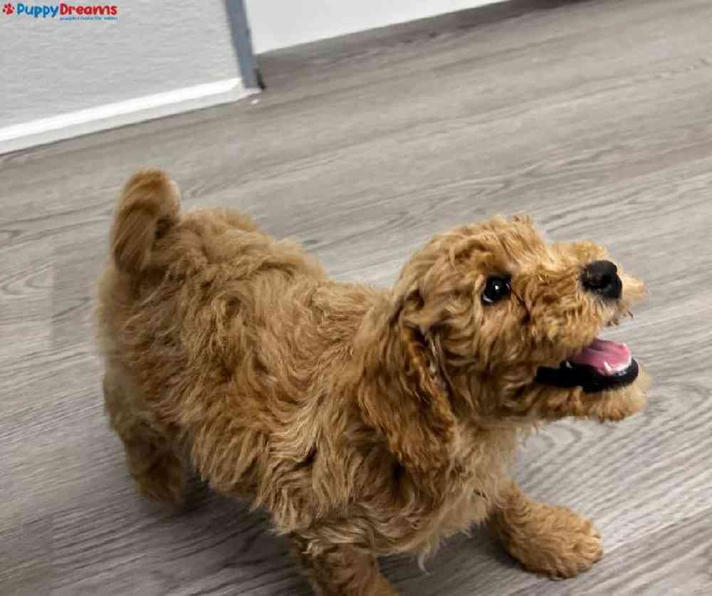 Female Mini Goldendoodle Puppy for Sale in Arlington, TX