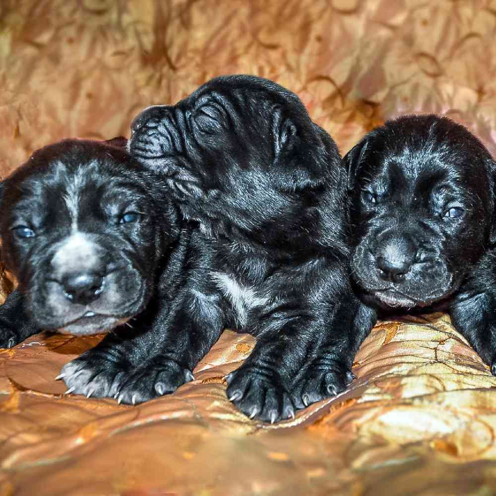 Cane Corso Puppies for Sale