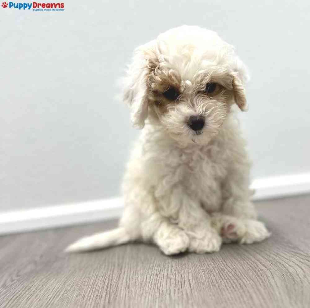 Male Maltipoo Puppy for Sale in Little Rock, AR