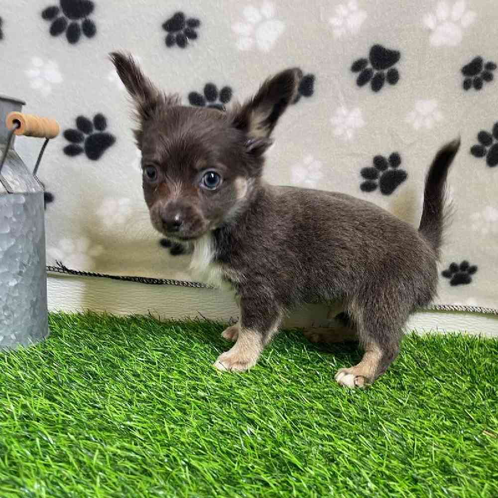Male Chihuahua Puppy for Sale in ,