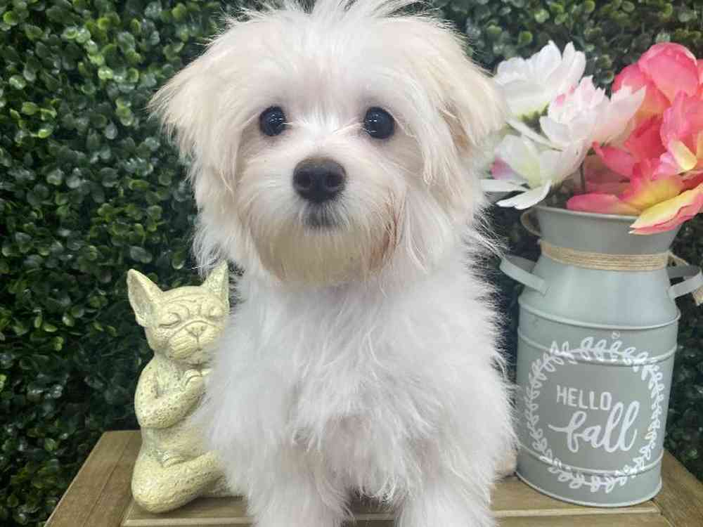 Female Maltese Puppy for Sale in Little Rock, AR