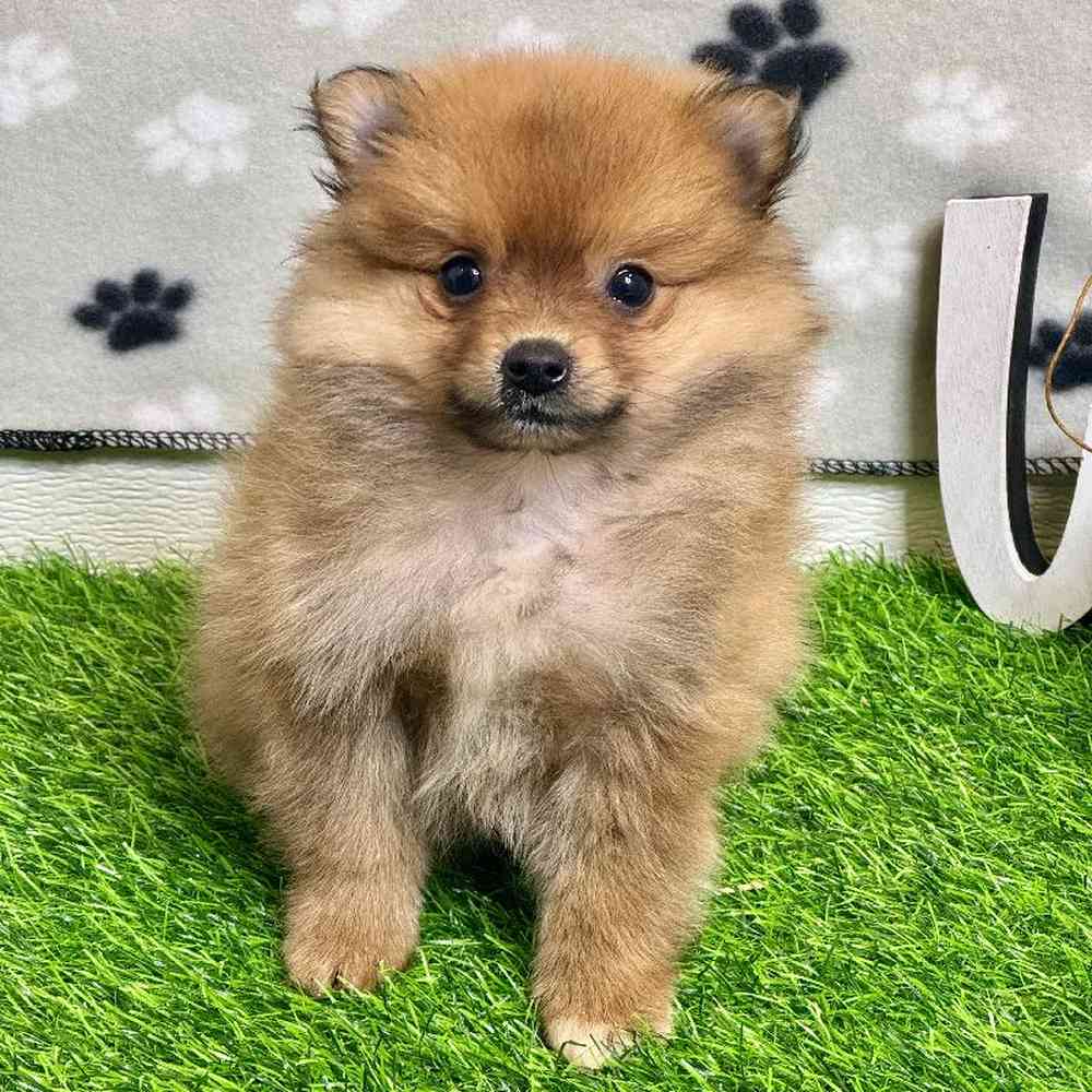 Female Pomeranian Puppy for Sale in ,
