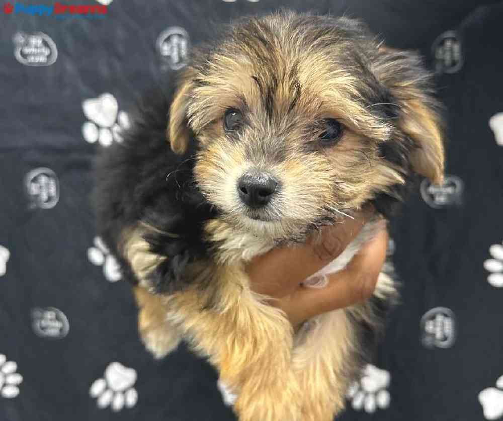 Male Morkie Puppy for Sale in Little Rock, AR