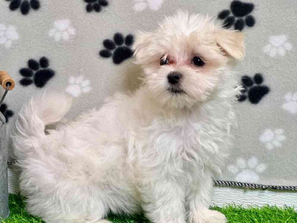 Female Maltese Puppy for Sale in Carrollton, TX
