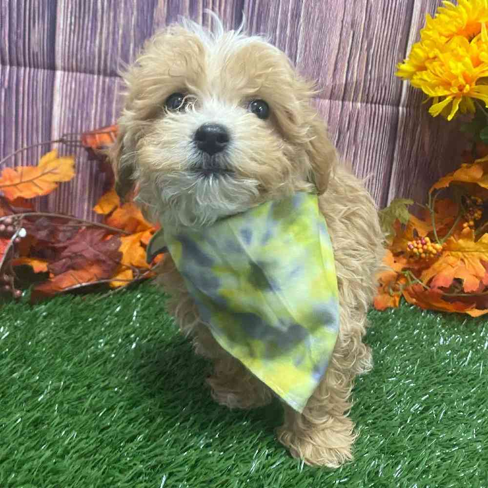 Male Mini Goldendoodle Puppy for Sale in Little Rock, AR