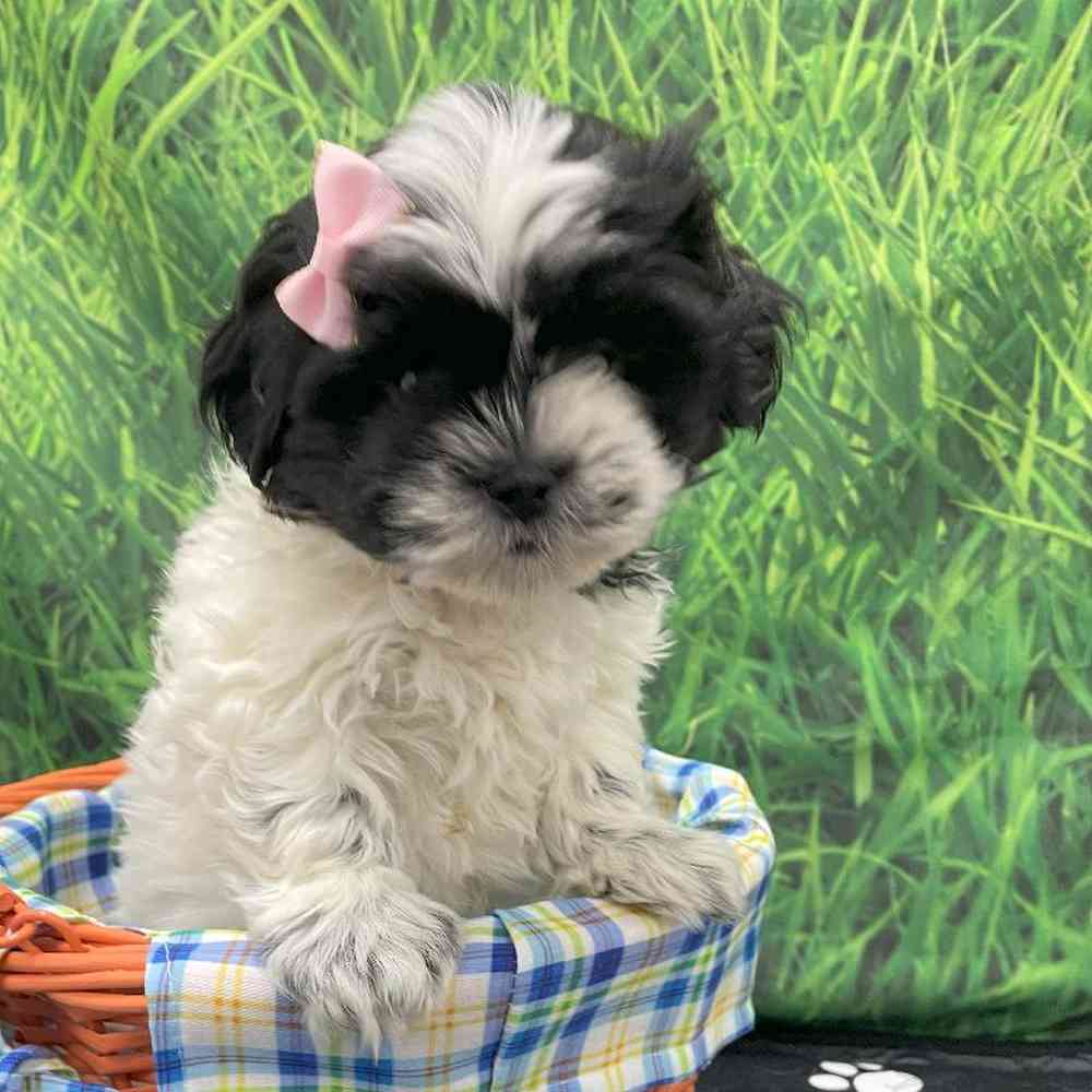Female Shih Tzu Puppy for Sale in Little Rock, AR