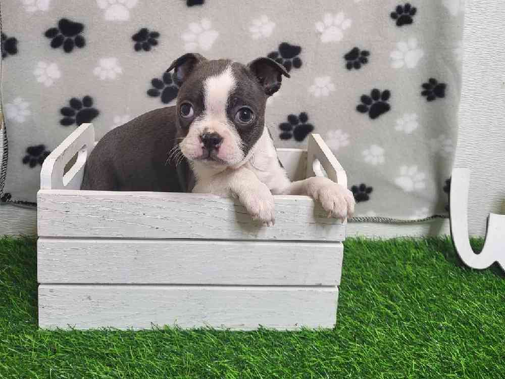 Male Boston Terrier Puppy for Sale in Arlington, TX