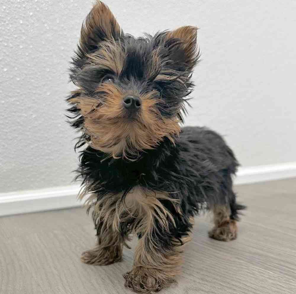 Male Yorkie Puppy for Sale in Little Rock, AR