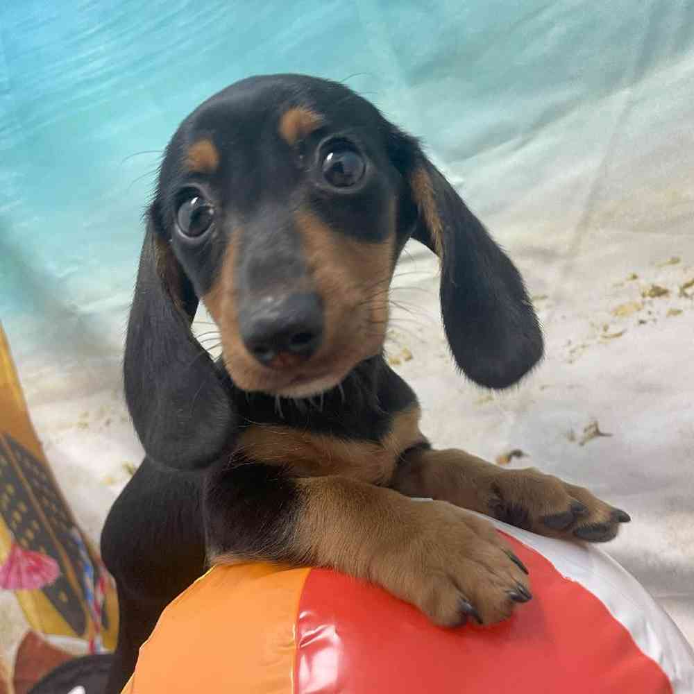 Female Dachshund Puppy for Sale in Little Rock, AR