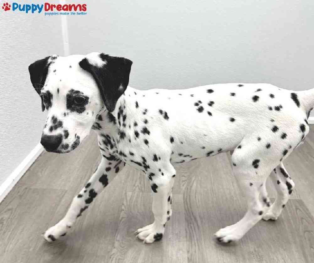 Male Dalmatian Puppy for Sale in Little Rock, AR