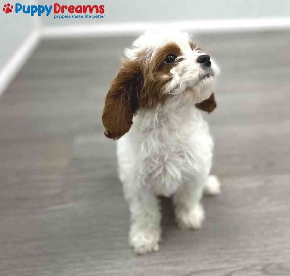 Female Cavapoo Puppy for Sale in Little Rock, AR