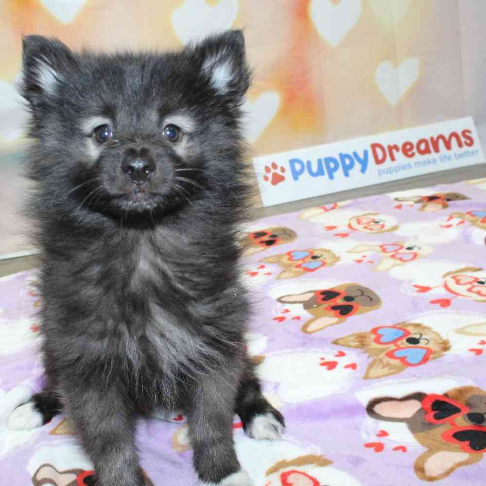 Female Keeshond Puppy for Sale in Wichita, KS