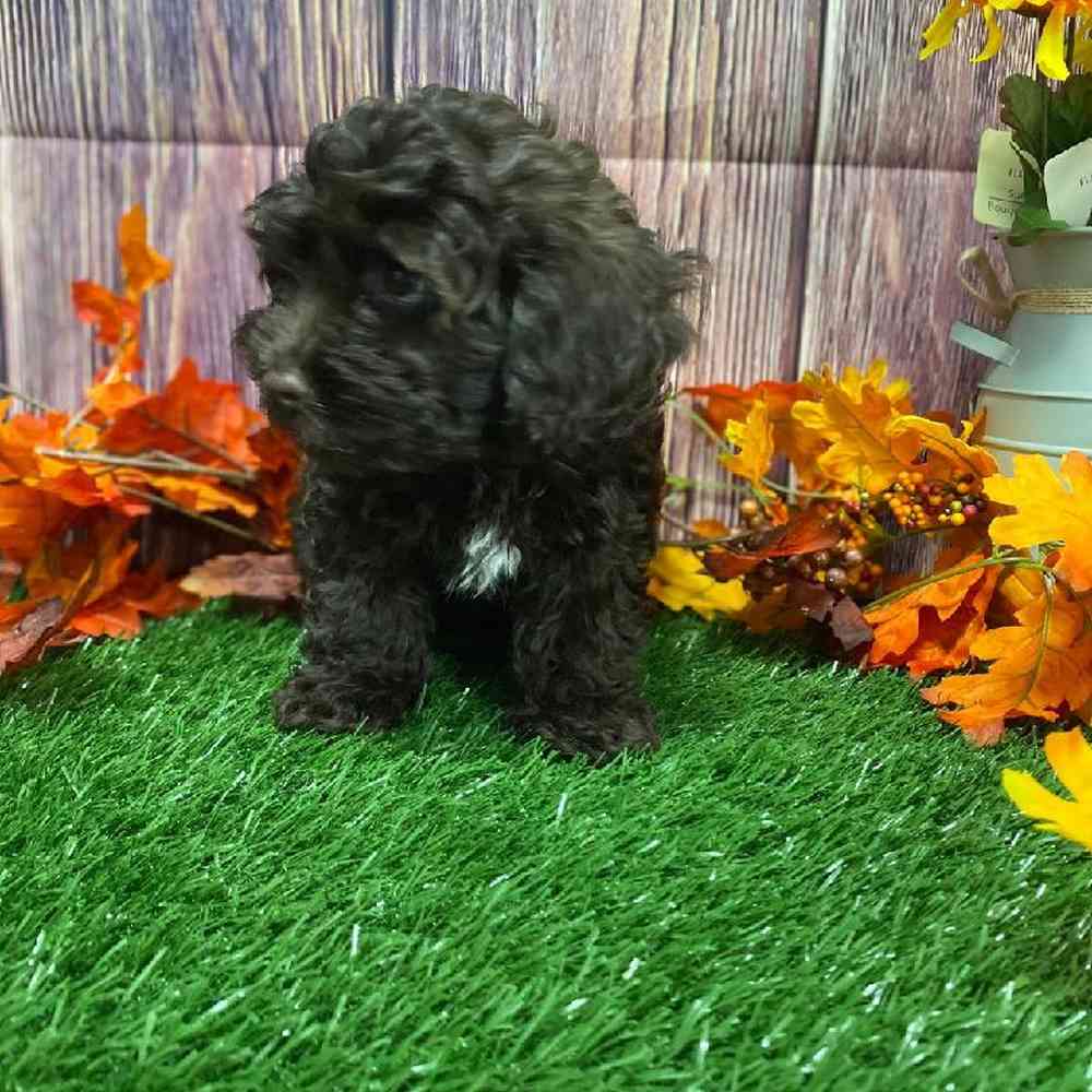Female Cockapoo Puppy for Sale in Little Rock, AR