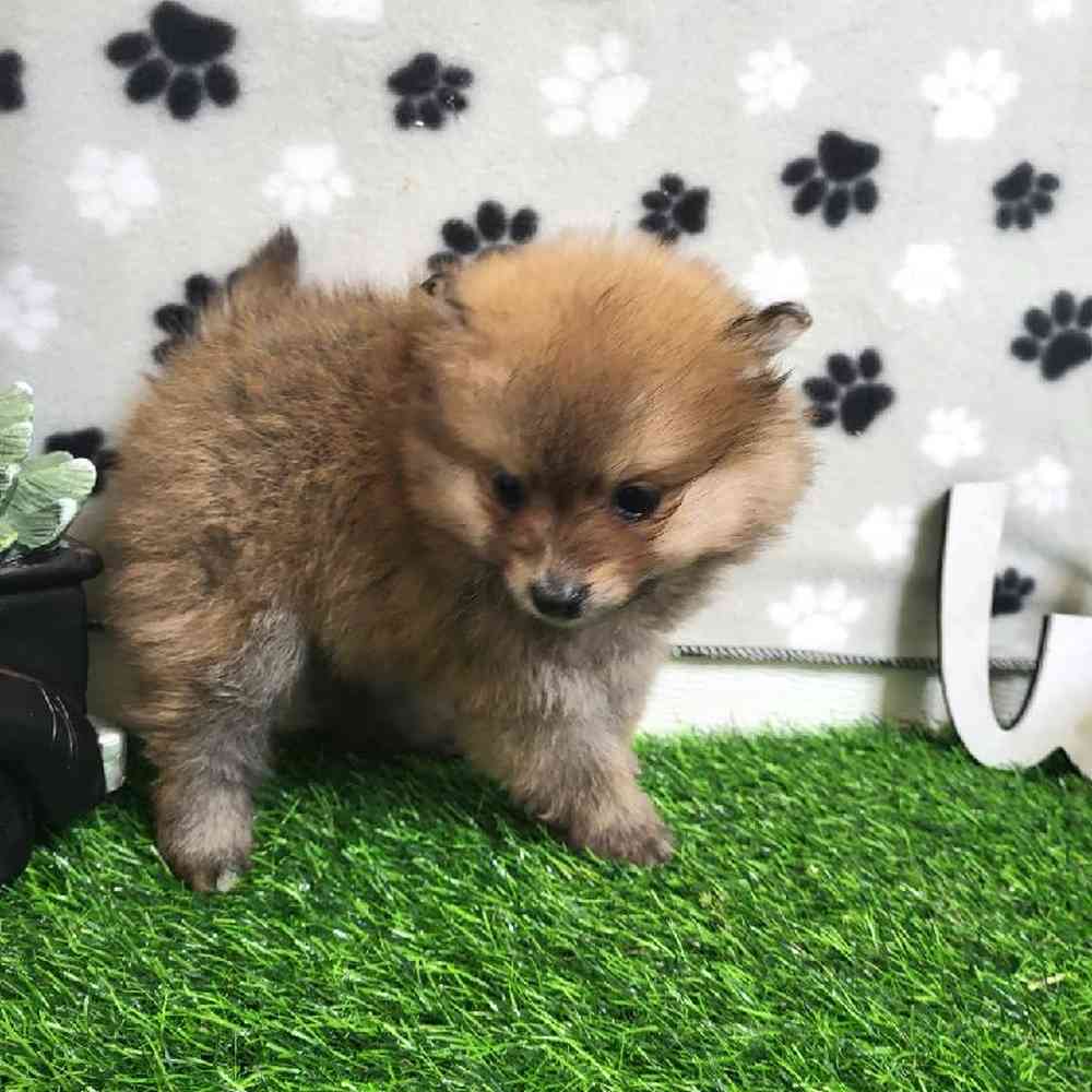 Male Pomeranian Puppy for Sale in ,