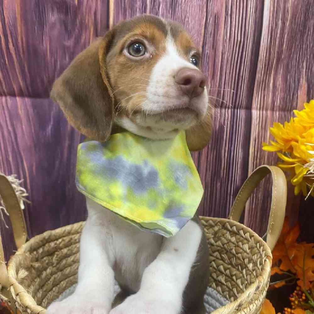Male Beagle Puppy for Sale in Little Rock, AR