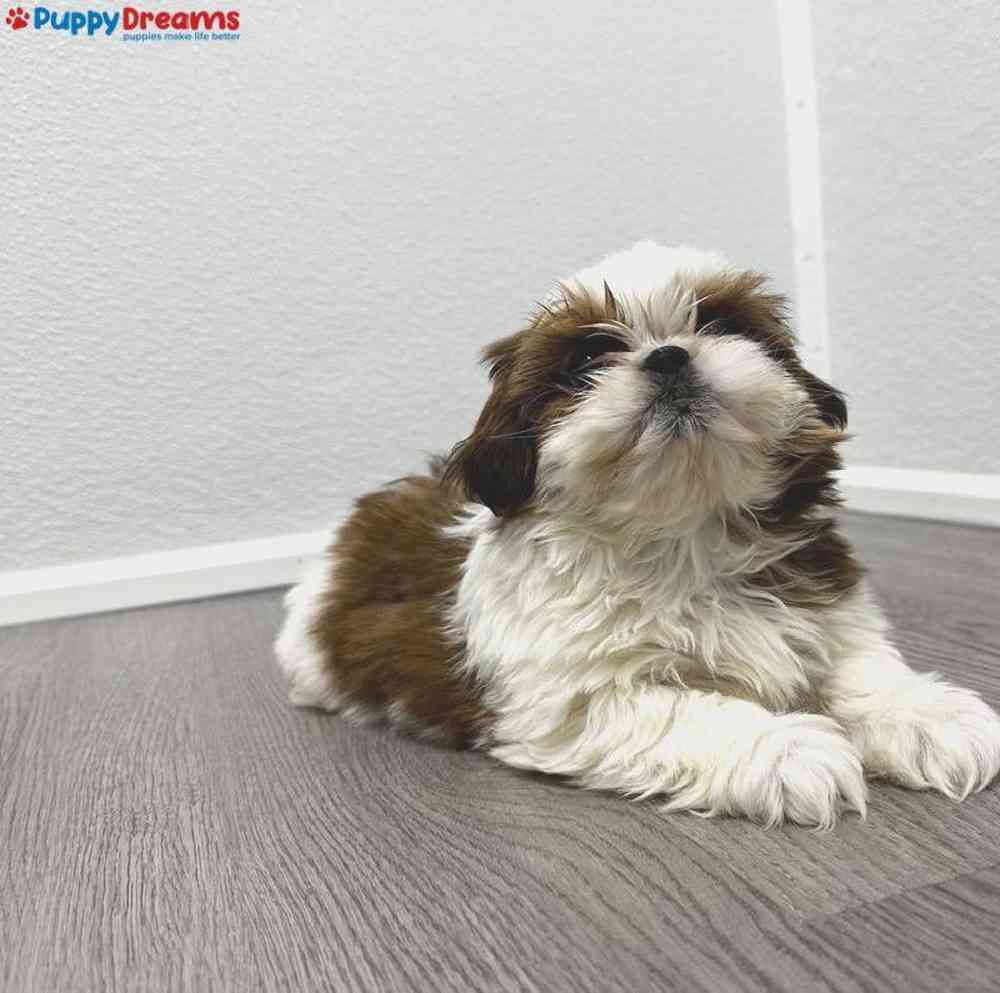 Female Shih Tzu Puppy for Sale in Little Rock, AR