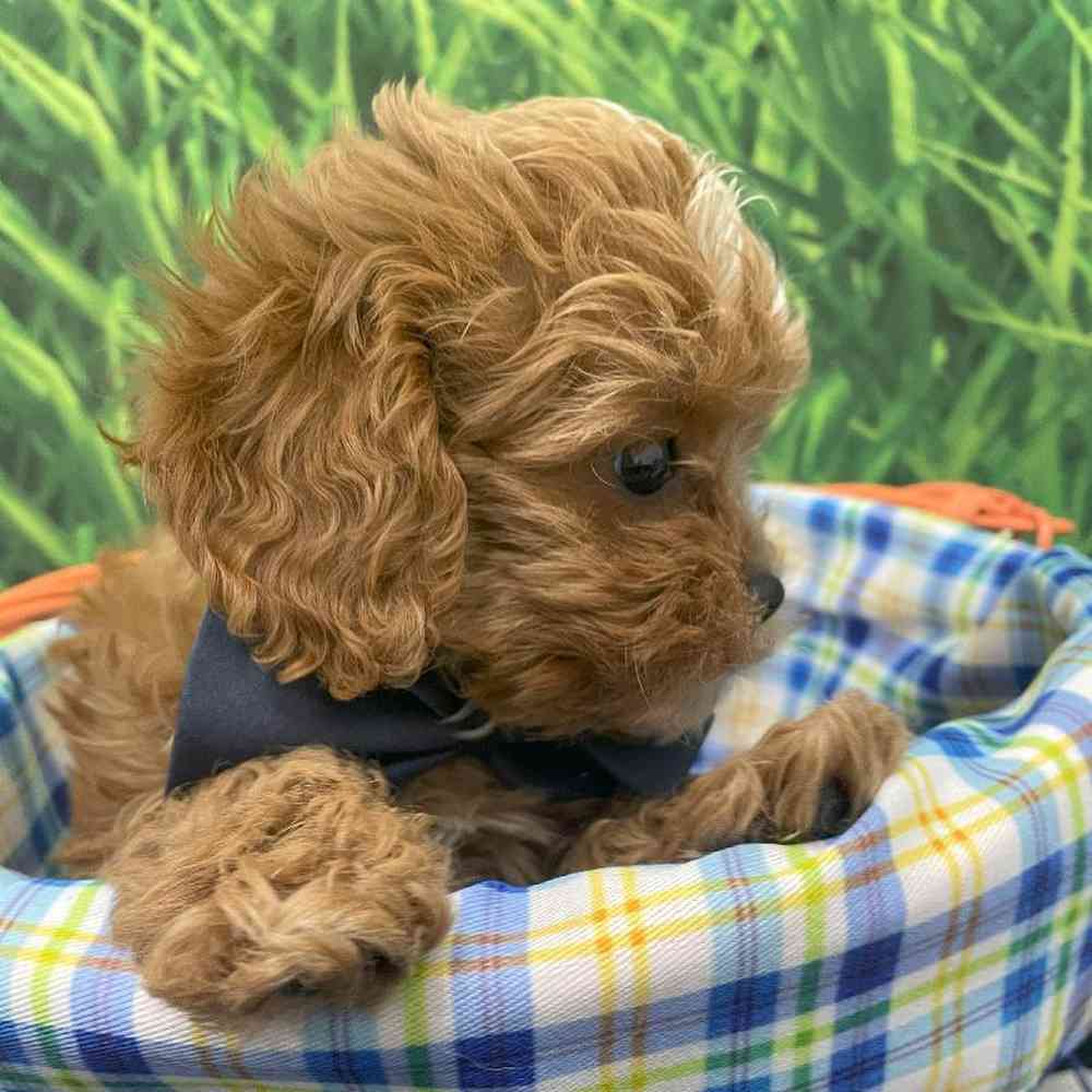 Male Cavapoo Puppy for Sale in Little Rock, AR