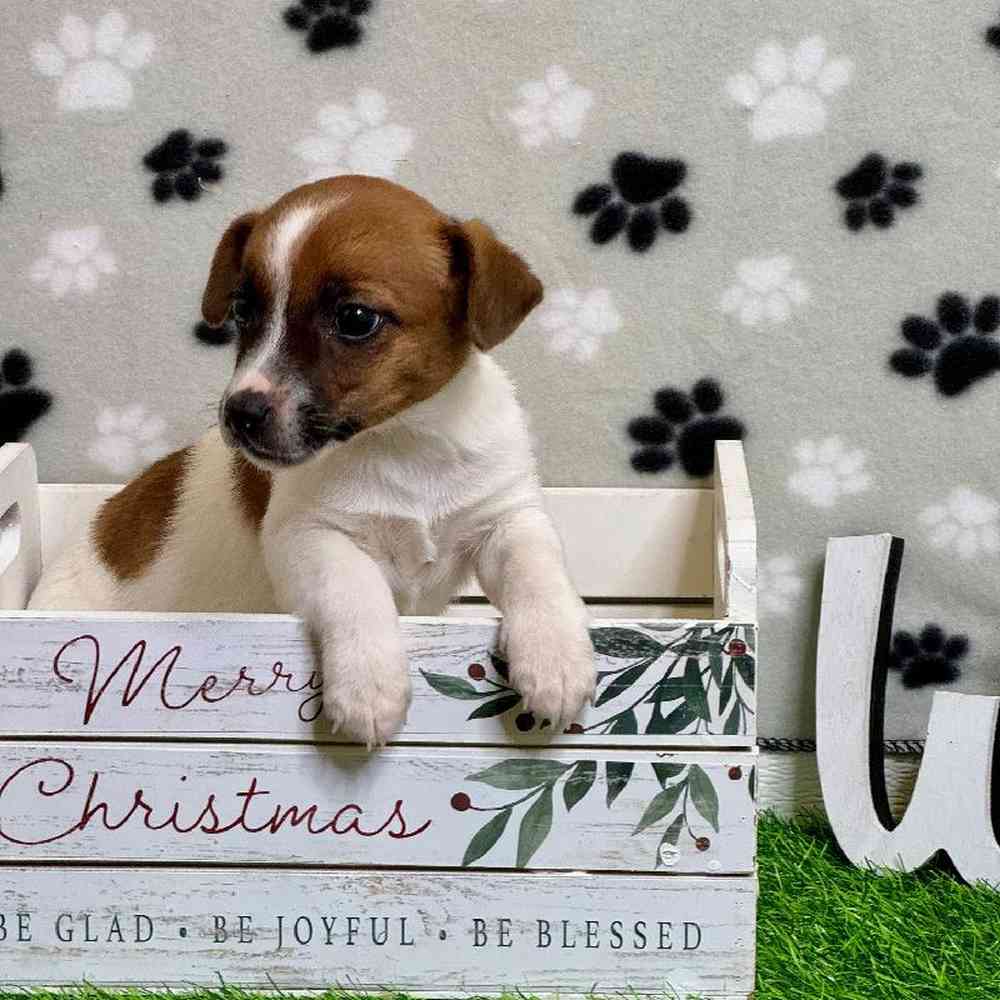 Female Jack Russell Terrier Puppy for Sale in Arlington, TX