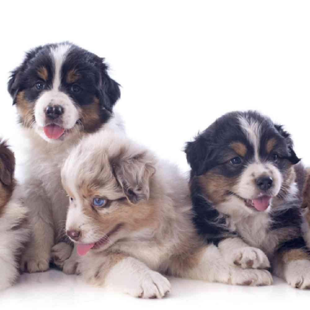 Mini Aussie Puppies for Sale