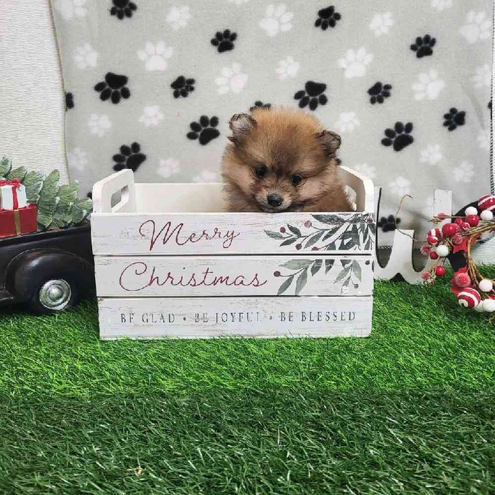 Male Pomeranian Puppy for Sale in ,