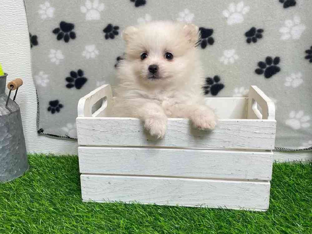 Male Pomeranian Puppy for Sale in ,