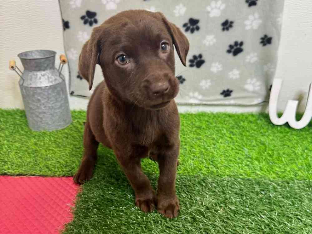 Female Labrador Retriever Puppy for Sale in Arlington, TX