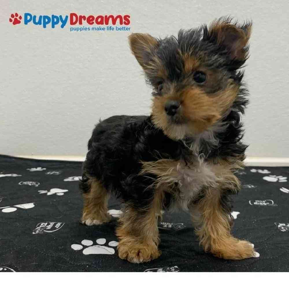 Male Yorkie Puppy for sale