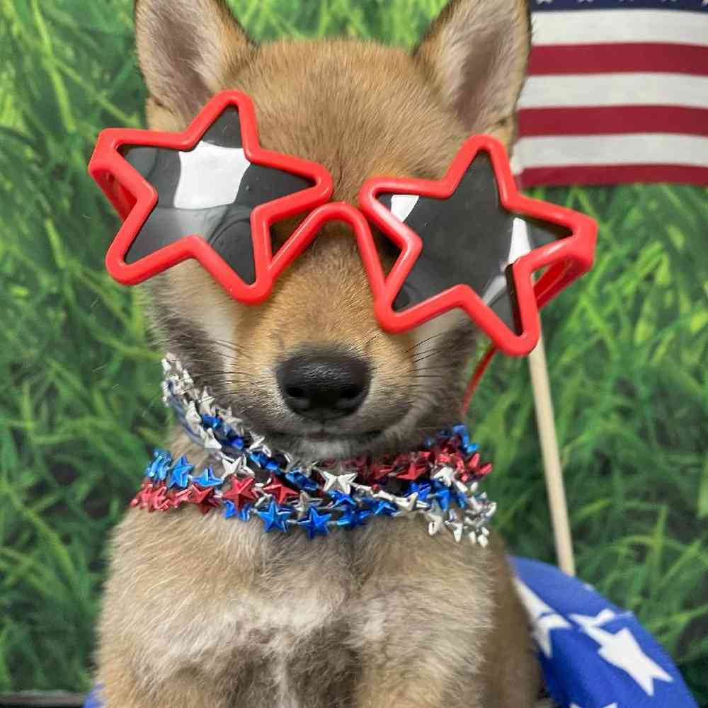 Male Shiba Inu Puppy for Sale in Little Rock, AR