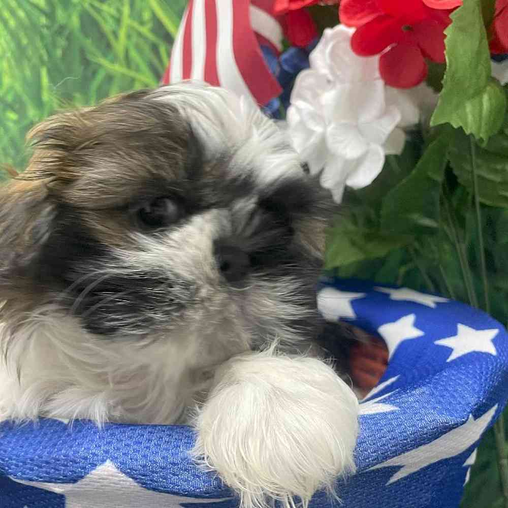 Male Shih Tzu Puppy for Sale in Little Rock, AR