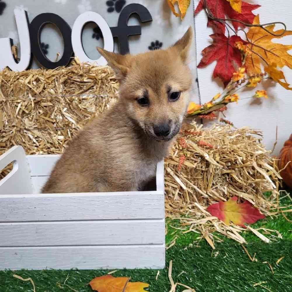 Male Shiba Inu Puppy for Sale in Garland, TX