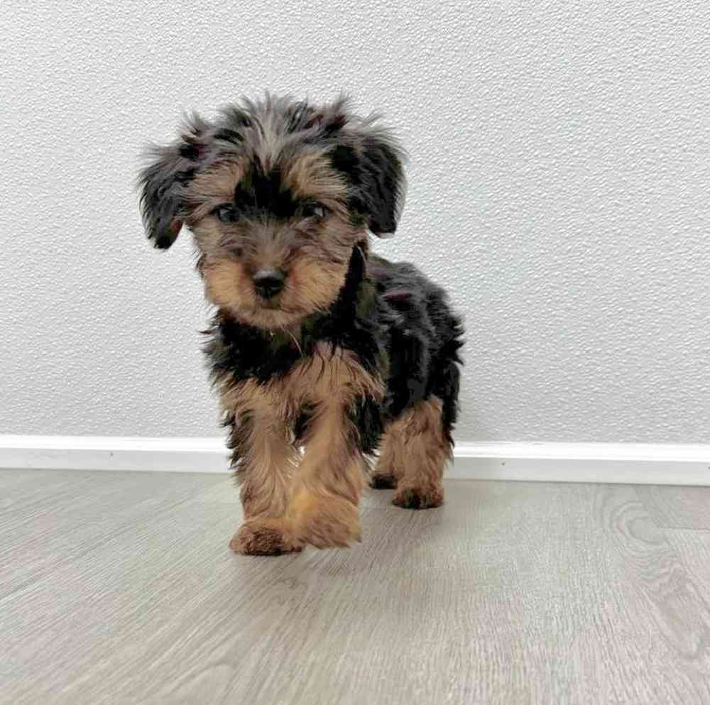 Female Yorkie Puppy for Sale in Little Rock, AR