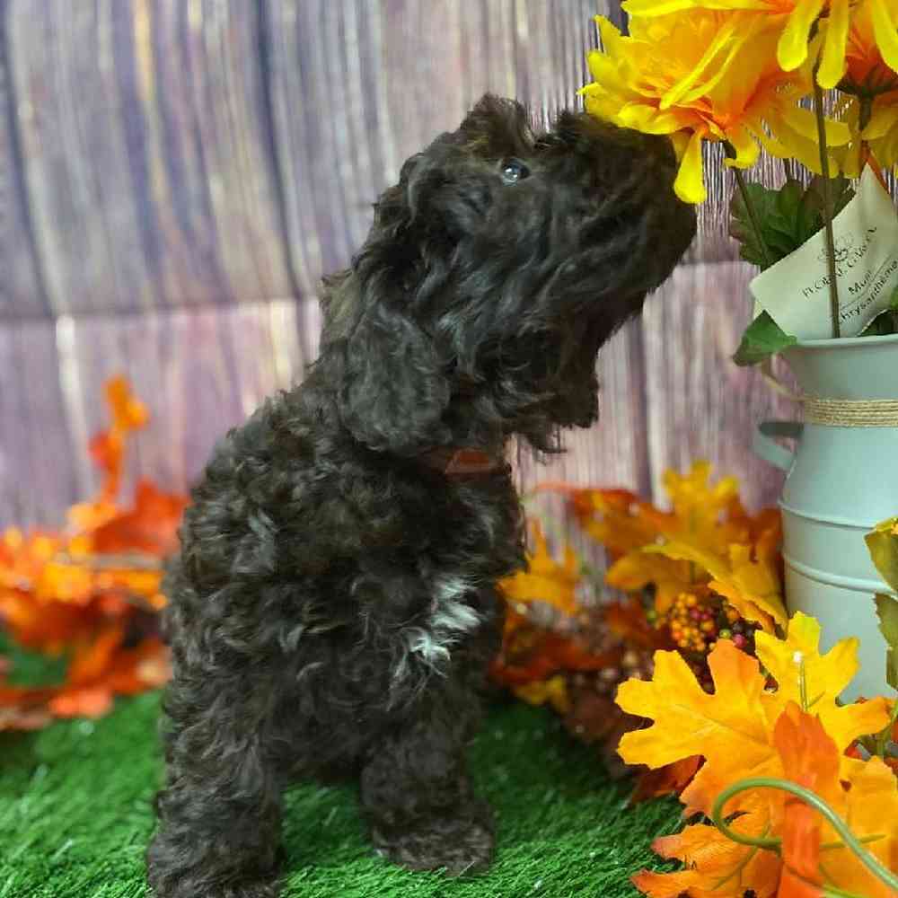 Female Cockapoo Puppy for Sale in Little Rock, AR