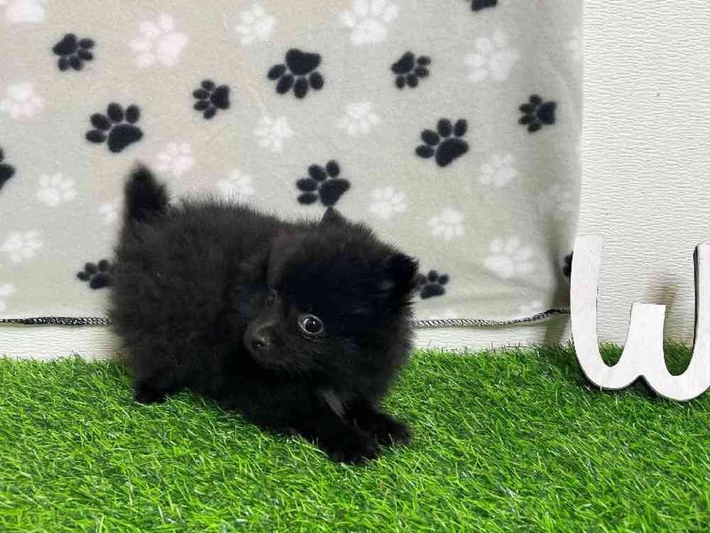 Female Pomeranian Puppy for Sale in ,
