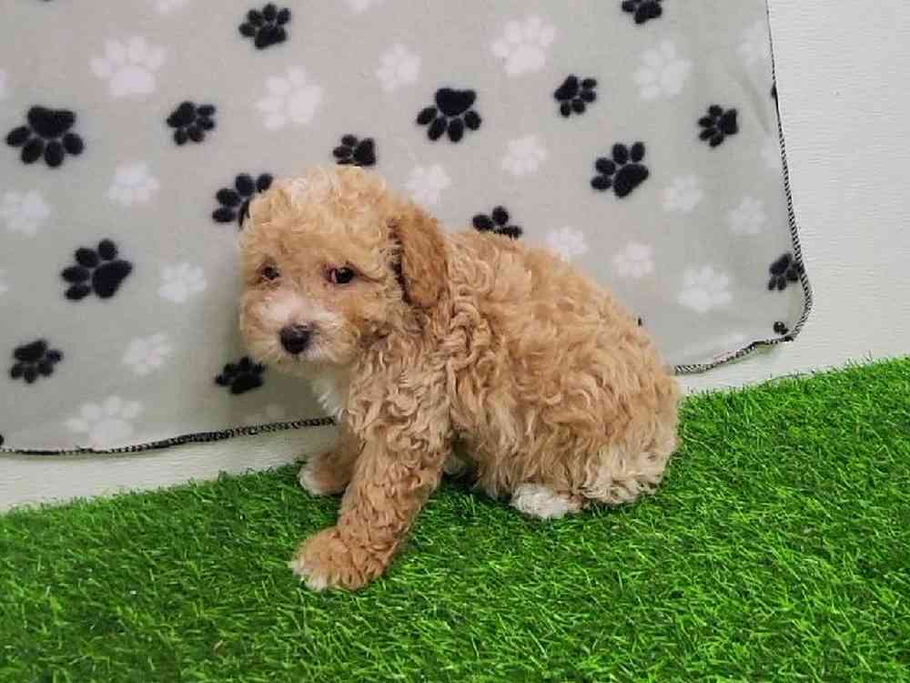 Male Bichon-Poodle Puppy for Sale in ,